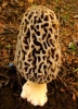 Morels